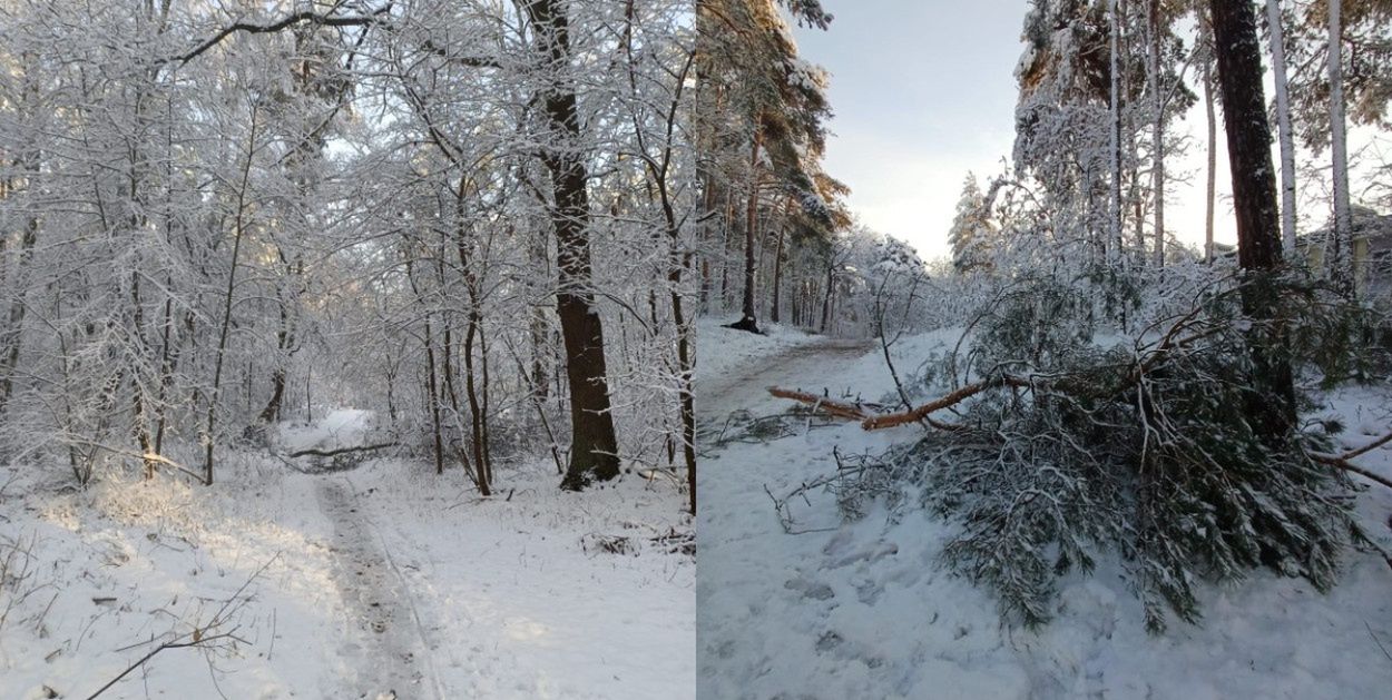 Mielec: Nadleśnictwo ostrzega przed okiścią
