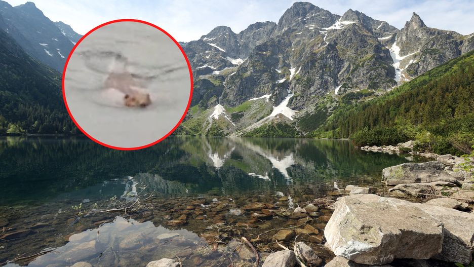 Bóbr zauważony w Morskim Oku