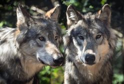 Wielkopolska. Wydano zgodę na odstrzał watahy. Wilkom pomóc chce zoo w Poznaniu