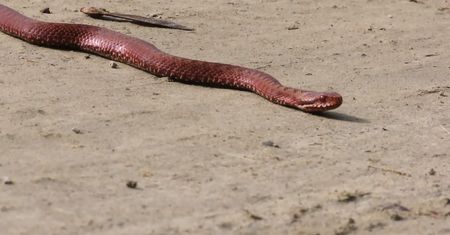 Pokazali nagranie z lasu. "Natura jest genialna"