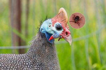 Zawzięcie polują na kleszcze. Naukowcy potwierdzają