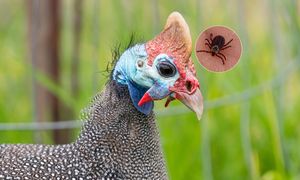 Zawzięcie polują na kleszcze. Naukowcy potwierdzają