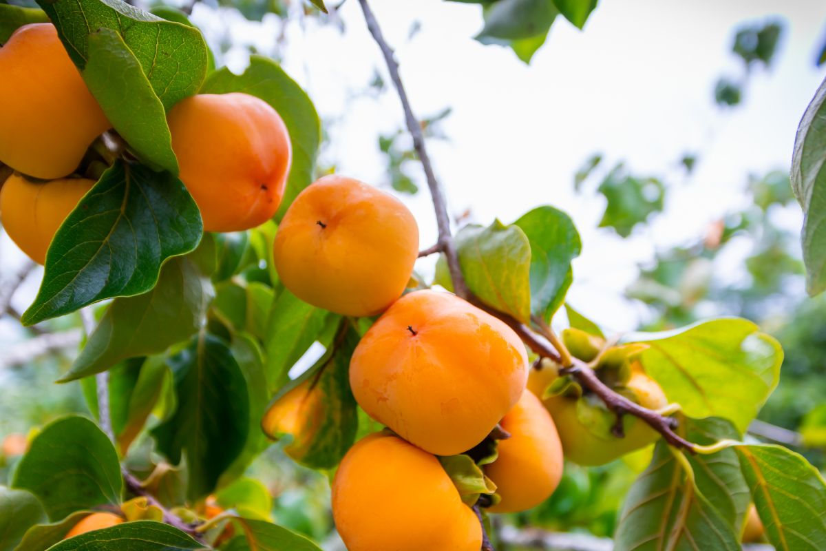 A tak kaki prezentują się w naturalnym środowisku