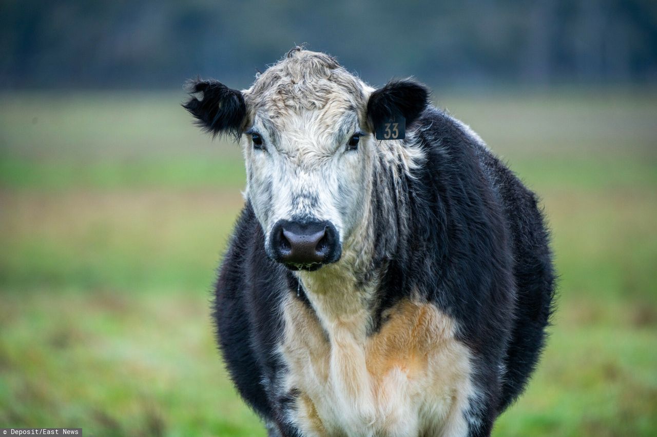 Bluetongue disease is spreading across Europe.