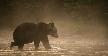 W Tatrach obudziły się niedźwiedzie. Powodem sylwestrowe hałasy czy odwilż?