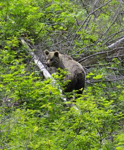 Wiosna w Zakopanem. Przy domach zaczęły się pojawiać wybudzone niedźwiedzie