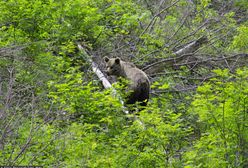 Wiosna w Zakopanem. Przy domach zaczęły się pojawiać wybudzone niedźwiedzie