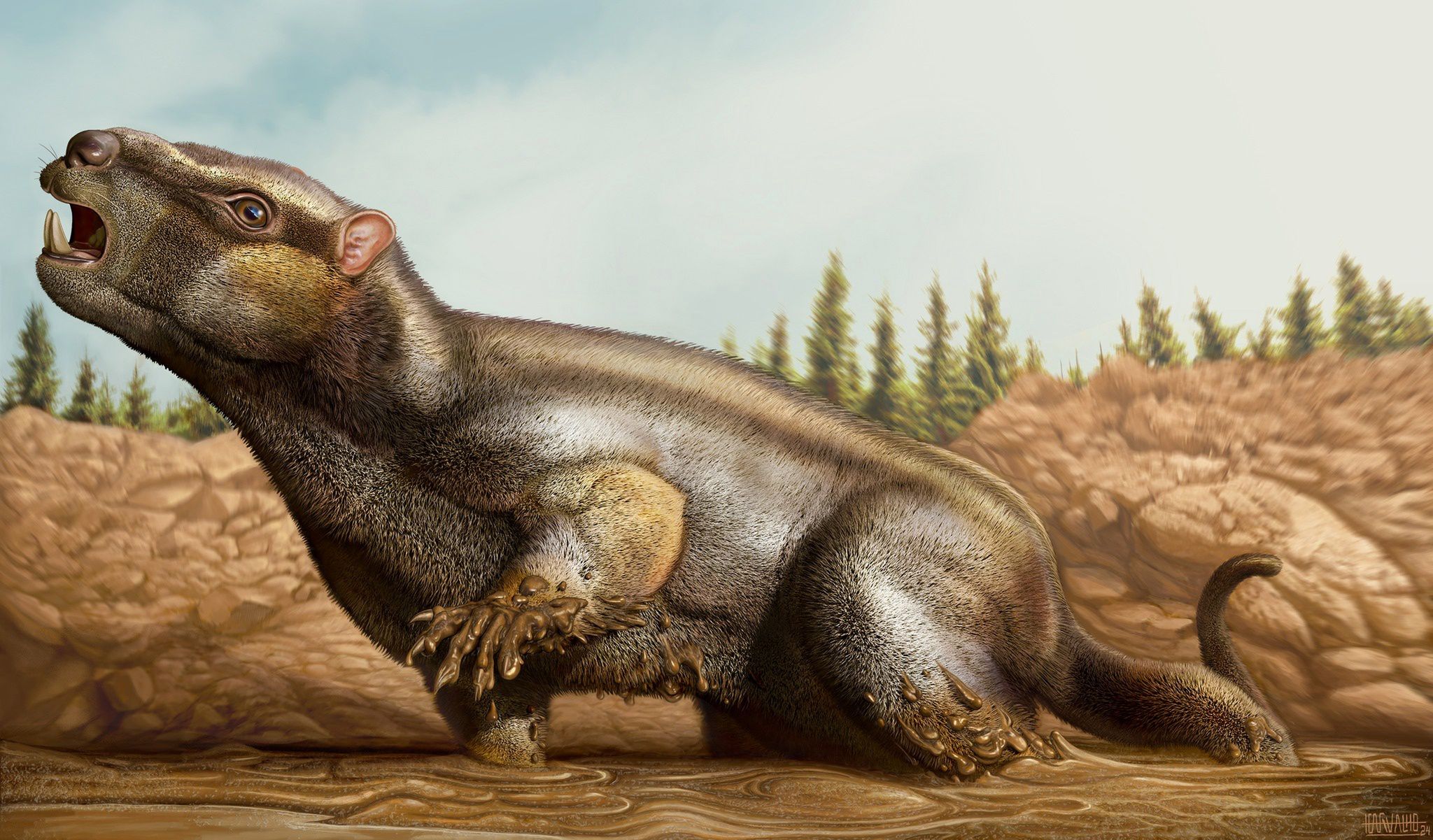 Cambelodon torreensis - wizualizacja
