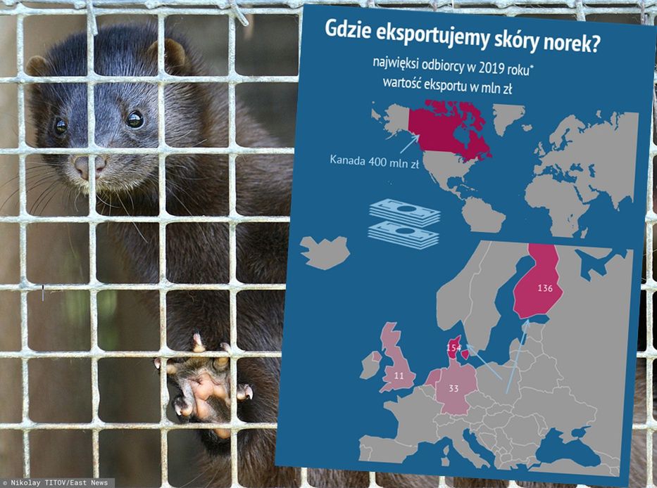Branża futerkowa. Gdzie eksportujemy skóry z norek?