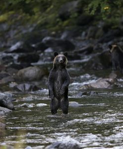 Japonia. Kolejne ataki niedźwiedzi. Nie żyje 79-latka