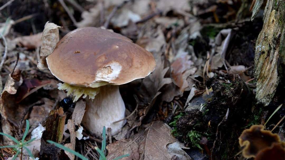 Robaczywe grzyby nie zawsze są jadalne