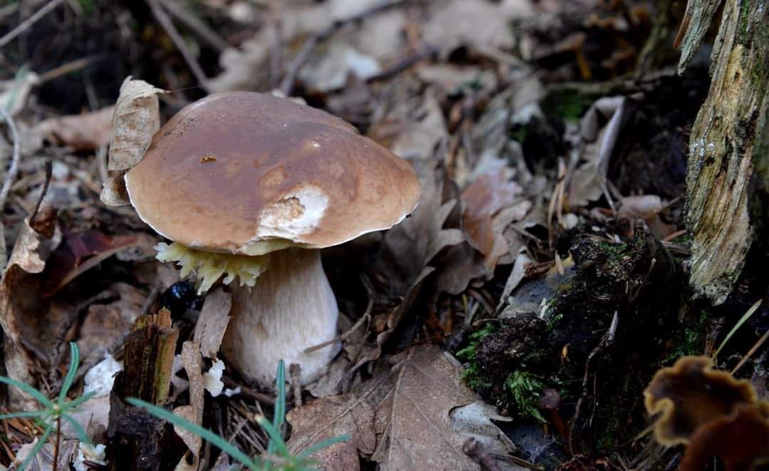 Tych grzybów nie zbieraj. Leśnicy obalają groźny dla zdrowia mit