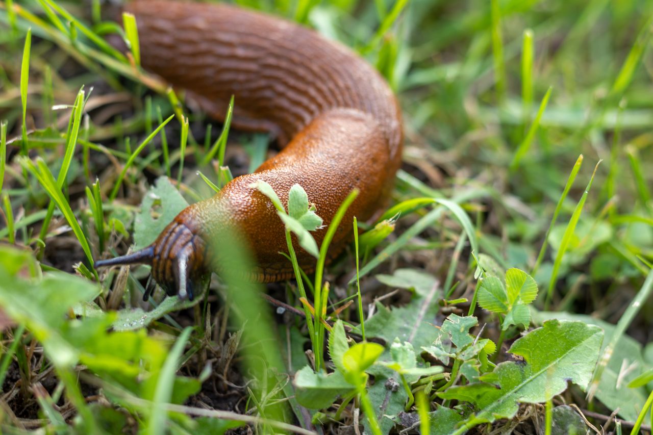 Posadź na wiosnę w ogrodzie. Ślimaki się nie zbliżą