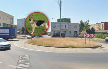 Miał rany głowy i szyi. Cztery psy zagryzły 80-latka