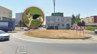 Miał rany głowy i szyi. Cztery psy zagryzły 80-latka