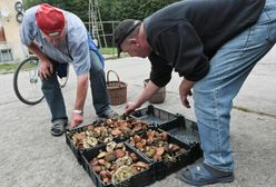 Grzybiarze zawodowcy zarabiają krocie. Niezła suma dziennie