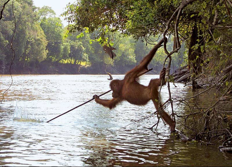 To już pewne – orangutany potrafią korzystać z iPadów [wideo] 2