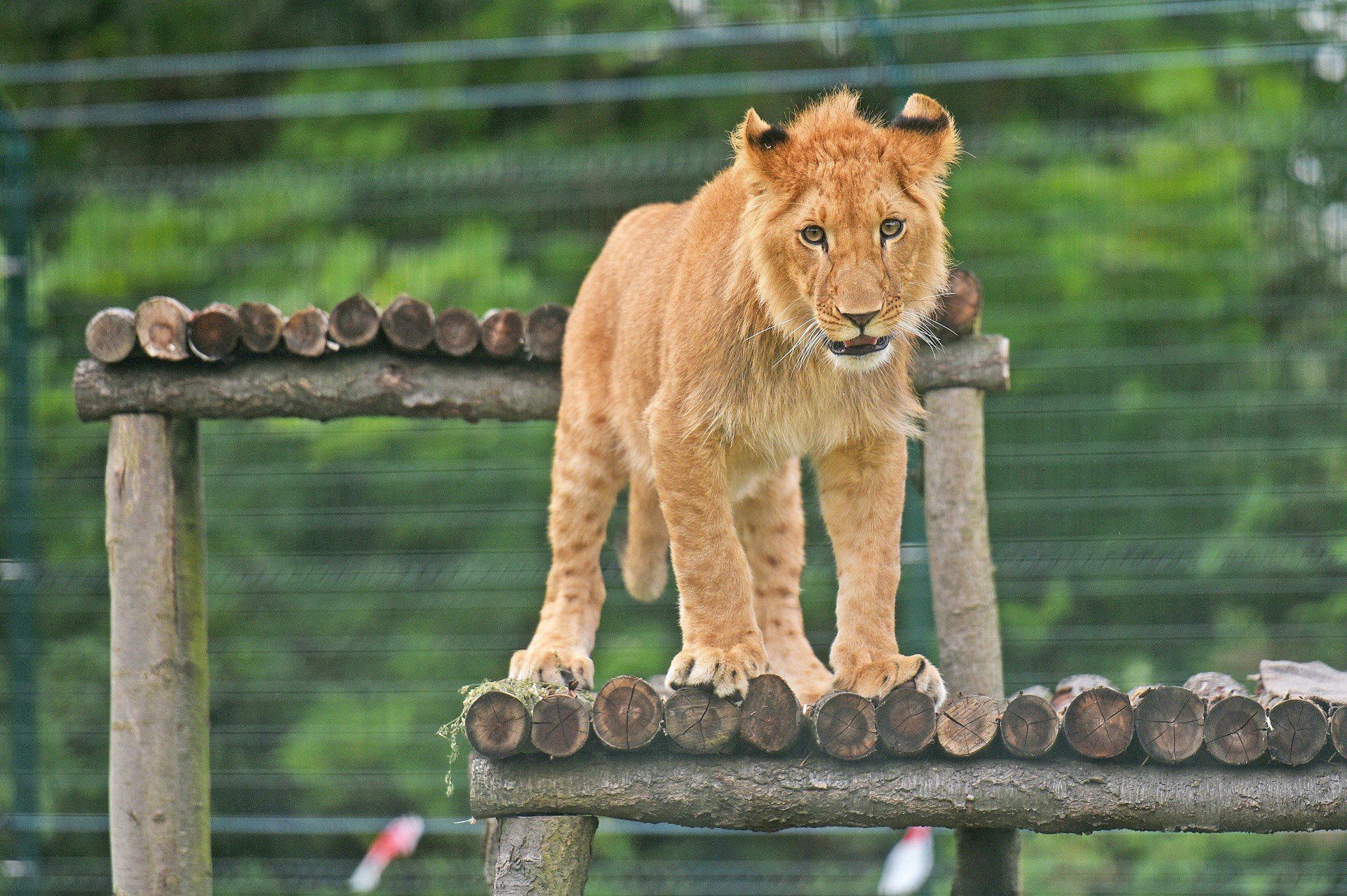 Nowe Zoo w Poznaniu
