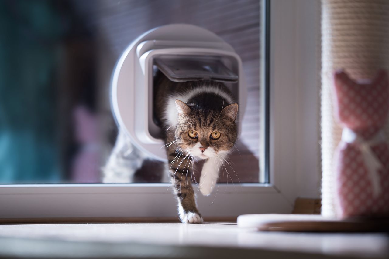 Drzwi dla kota - zdjęcie ilustracyjne