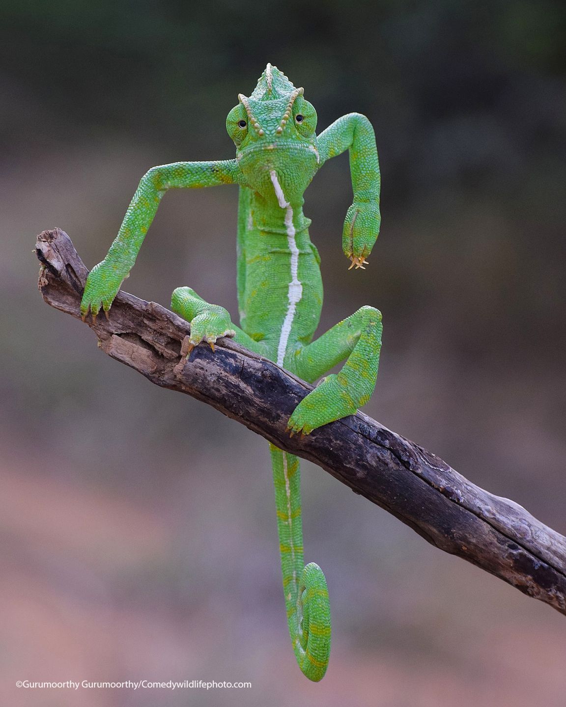 Te kadry będą ubiegały się o tytuł najśmieszniejszego zdjęcia zwierząt 2021 roku 10