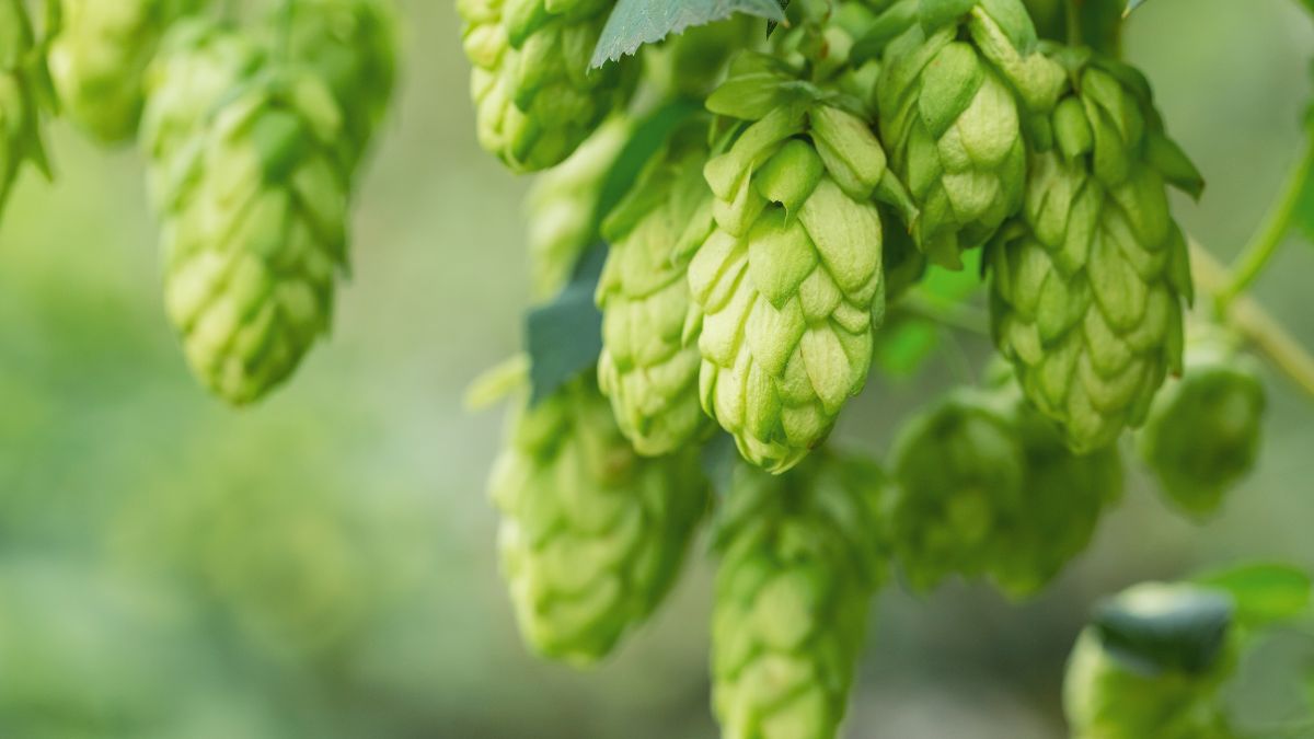 Herbata z szyszek chmielu wykazuje działanie uspokajające