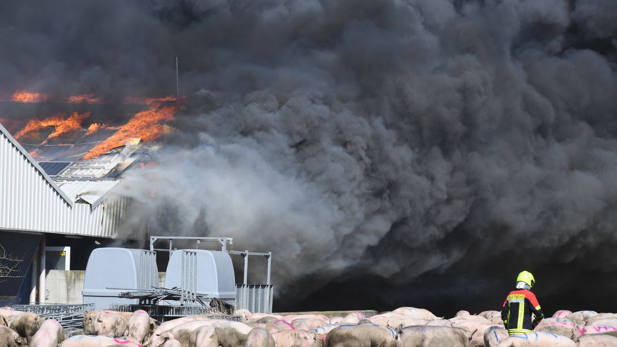 Przerażający pożar na fermie w NIemczech