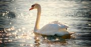 Słupsk: Animal Patrol uratował łabędzia ze zranionym dziobem