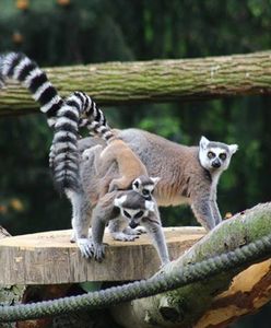 Przeprowadzka lemurów w stołecznym ogrodzie zoologicznym