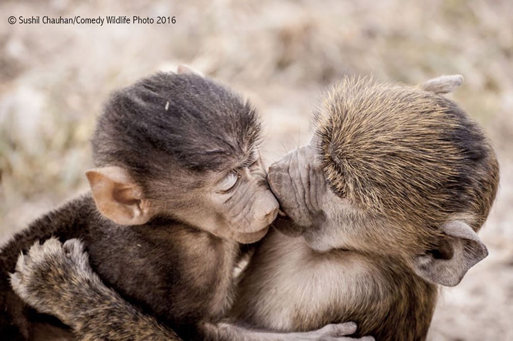 Najzabawniejsze zwierzaki konkursu Comedy Wildlife Photography Awards 2016 15