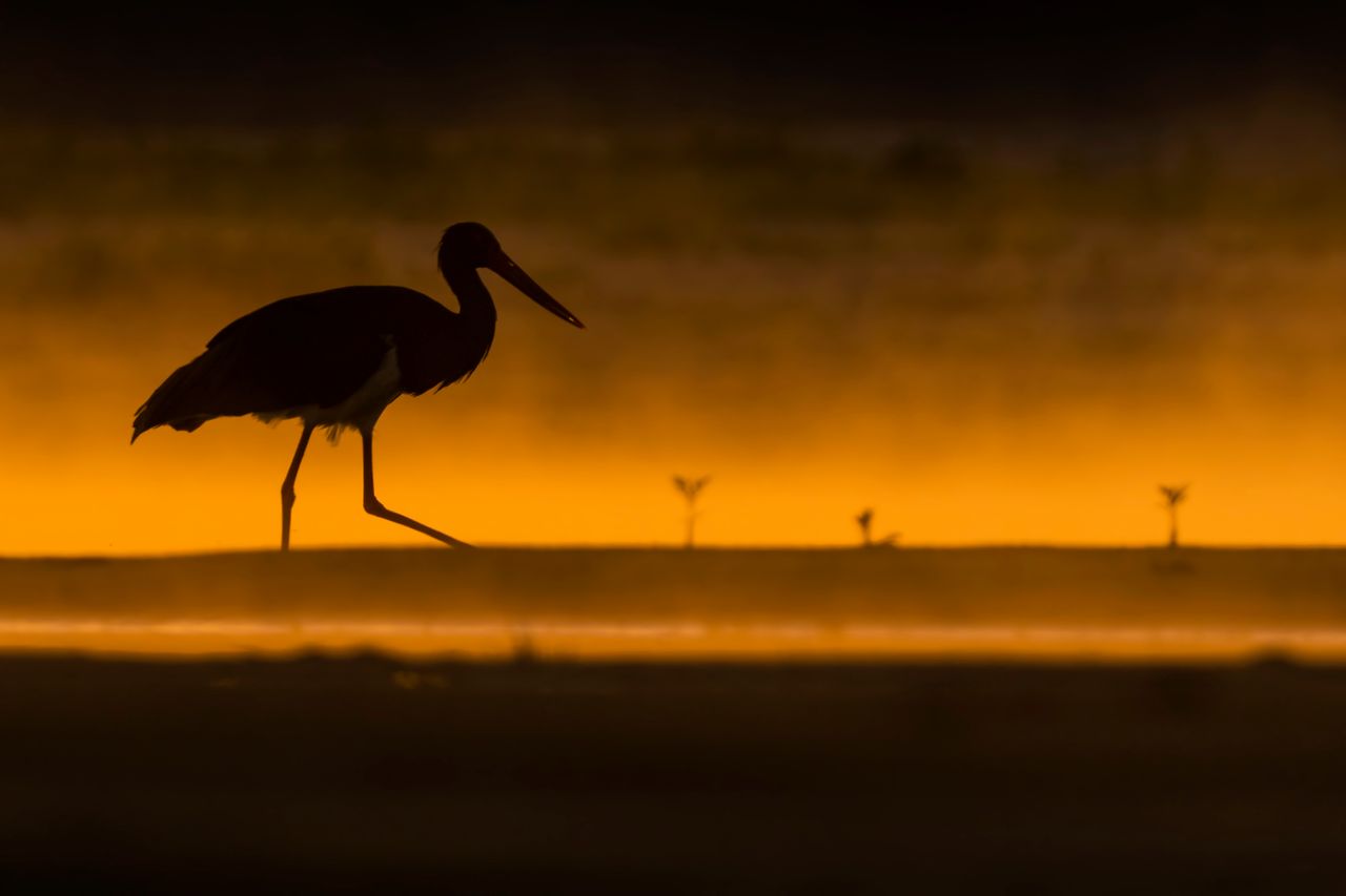 Ćwierć morgi błota, czyli o fotografowaniu ptaków