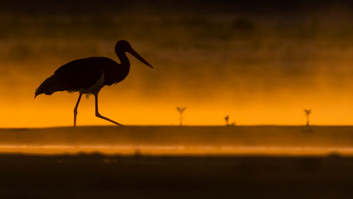 Ćwierć morgi błota, czyli o fotografowaniu ptaków 1