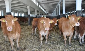 Większe wsparcie dla rolników. Resort: nawet do 300 tys. zł