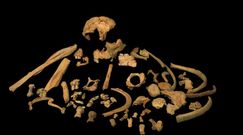 Starożytny ząb. Najstarsze DNA przodka człowieka