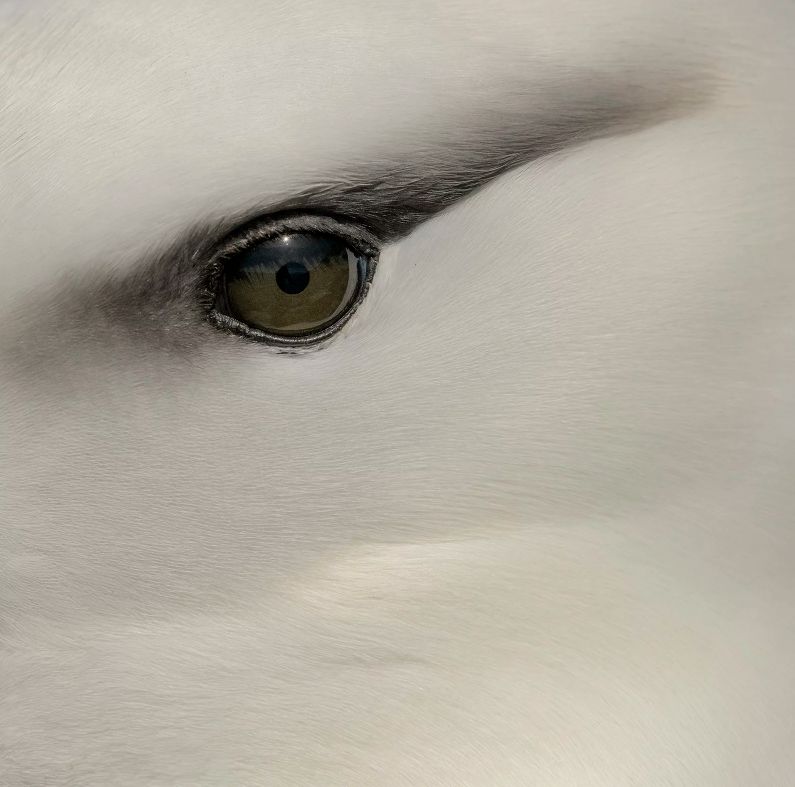 Dzikie ptaki w obiektywie. Zwycięzcy Audubon Photography Contest 2019 ogłoszeni 3