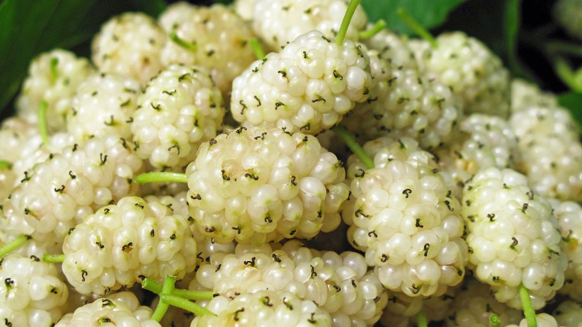 Morwa biała to roślina cenna dla diabetyków.