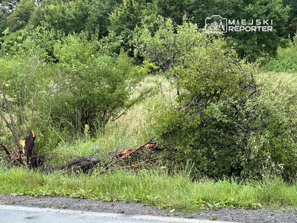 Powalony krzak leżący na trawie obok drogi, w otoczeniu gęstej roślinności.