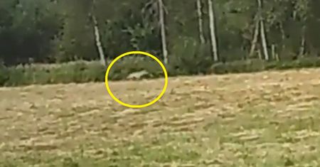 "Niesamowite ujęcie". Lasy Państwowe pokazały nagranie