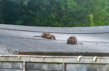 Rozsyp i po problemie. Szczury nawet się nie zbliżą
