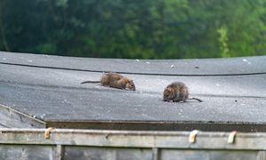 Rozsyp i po problemie. Szczury nawet się nie zbliżą