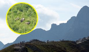 Niezwykłe sceny w Tatrach. Nagrali całą rodzinę