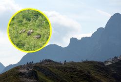 Niezwykłe sceny w Tatrach. Nagrali całą rodzinę