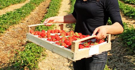 Rekordowe ceny truskawek na skupie. Producenci w szoku