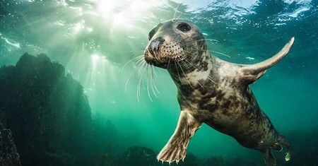 10 lat konkursu British Wildlife Photography Awads. Oto najlepsze zdjęcia