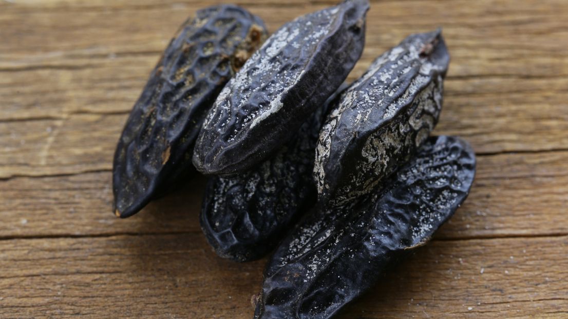 Fasola tonka jest niebezpieczna