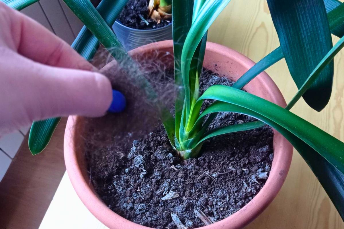 Ten naturalny sposób działa na moje rośliny doniczkowe
