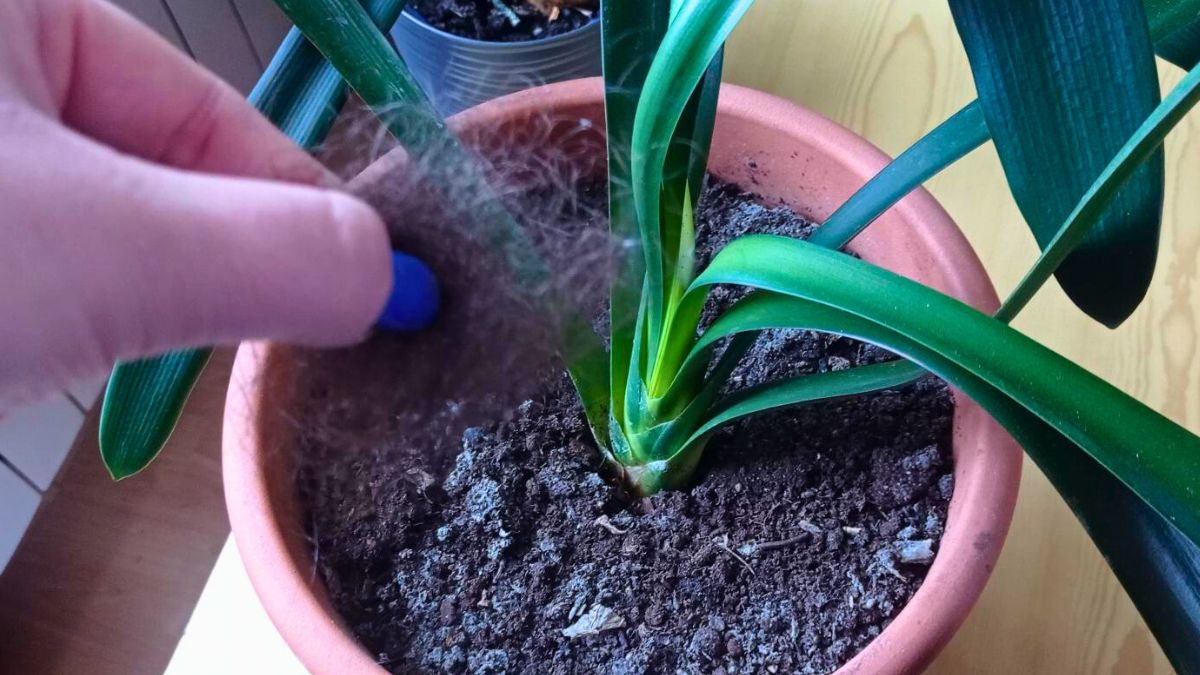 Ten naturalny sposób działa na moje rośliny doniczkowe