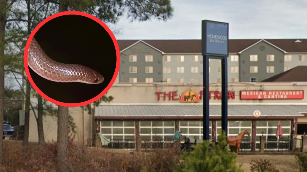 Obsługa restauracji nie była w stanie pozbyć się węża