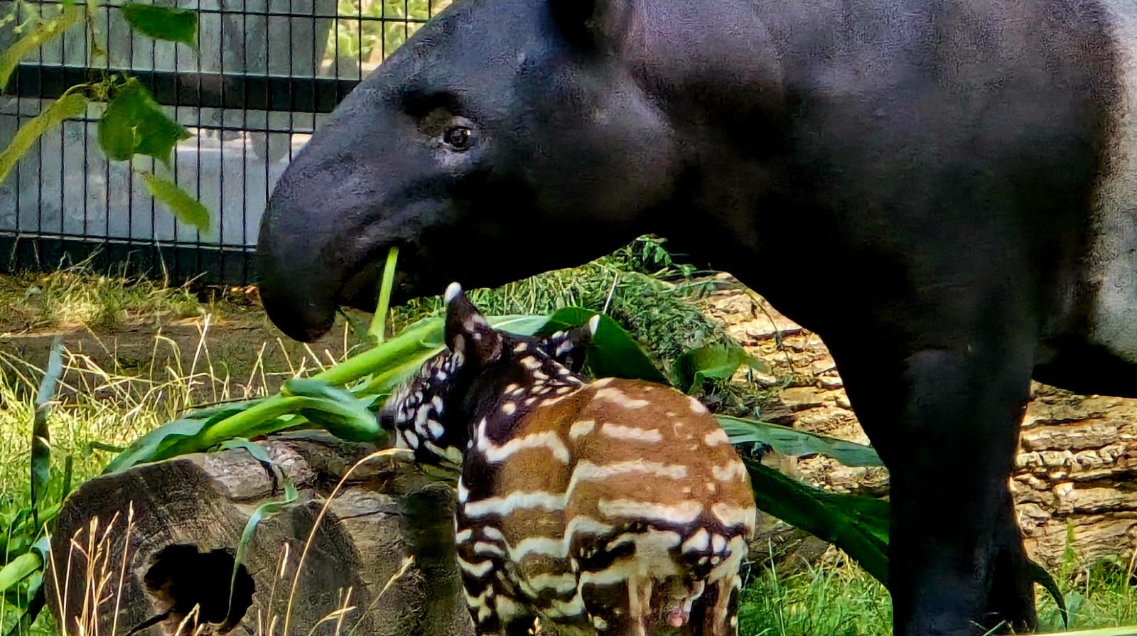 Mały tapir malajski z mamą