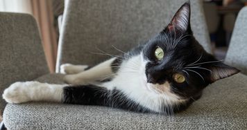 Wygląda jak kot w smokingu. Tuxedo to jeden z najbardziej efektownych wzorów futra
