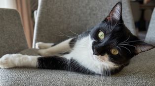 Wygląda jak kot z charakterem i klasą. Tuxedo to jeden z najbardziej efektownych wzorów